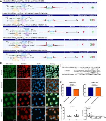 Hsa_circRNA_103124 Upregulation in Crohn’s Disease Promotes Cell Proliferation and Inhibits Autophagy by Regulating the Hsa-miR-650/AKT2 Signaling Pathway